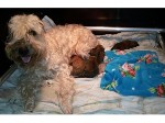 Amazing with Grace D-litter Amazing with Grace D-litter