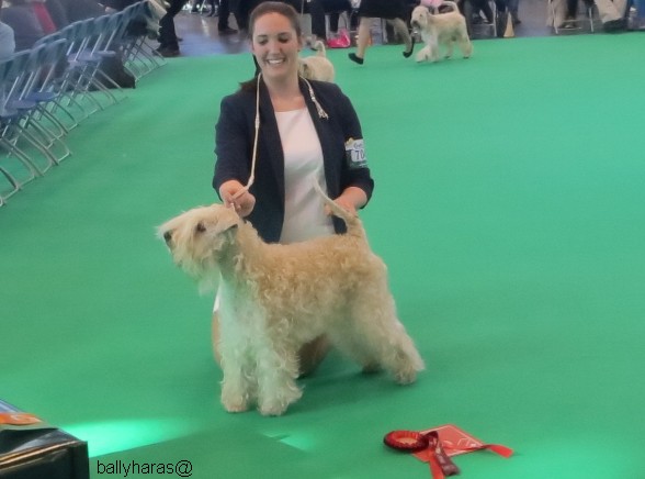 Crufts 2014