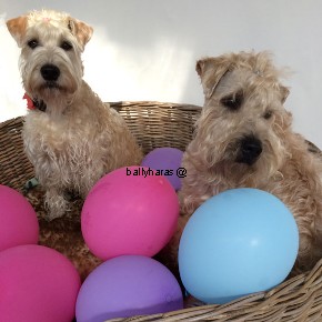 Vappu_2015_w2