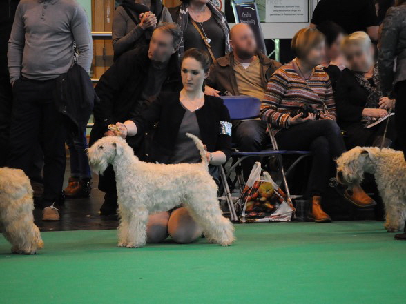 Ballyhara's Yulie  Briankeen
