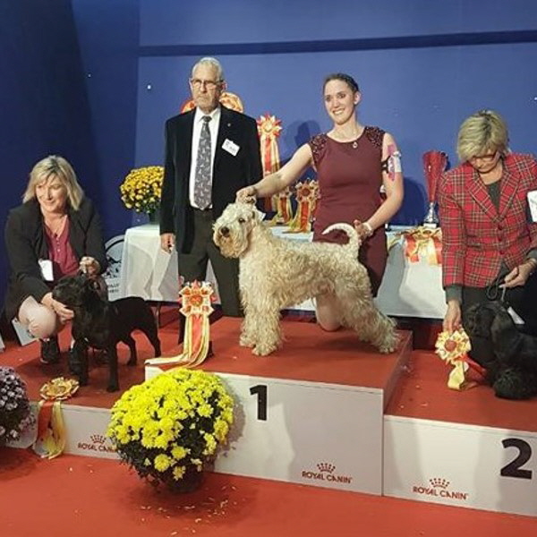 Bester der Gruppe 3 (Terrier)