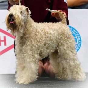 "Shari" mir 13 Jahren auf der WDS in Leipzig