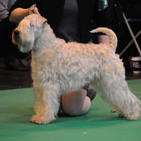 09-03-2017 Open Class Crufts