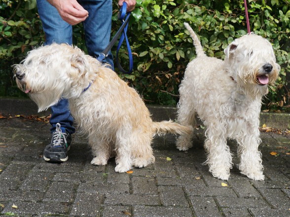 Copper und Mama Toffey