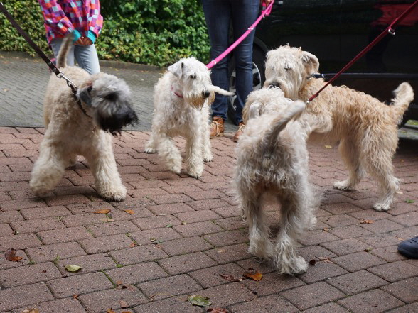 Correy,Meaghy,Cooper und Molly 