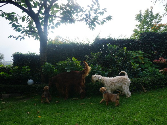 Okay ,es gibst noch grere Hunde Mylo der Irish Setter