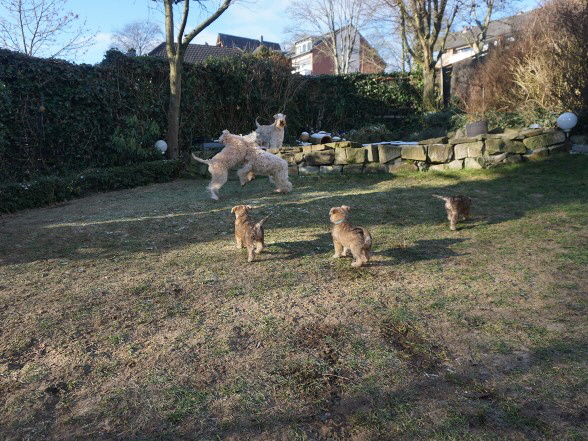 19-01-2017 wildes toben mit "Sir Robert"