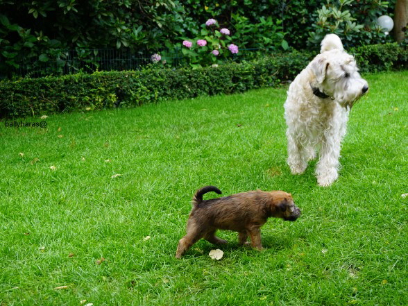 26-06-2016 Hugo und Linnet