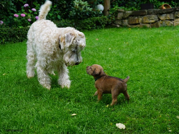 26-06-2016 Hugo und Fionn