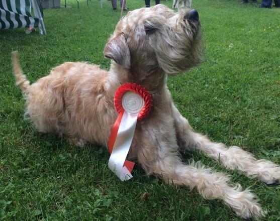 Ballyhara's Alroy Adare  Show Dormagen 29-05-2016  VV