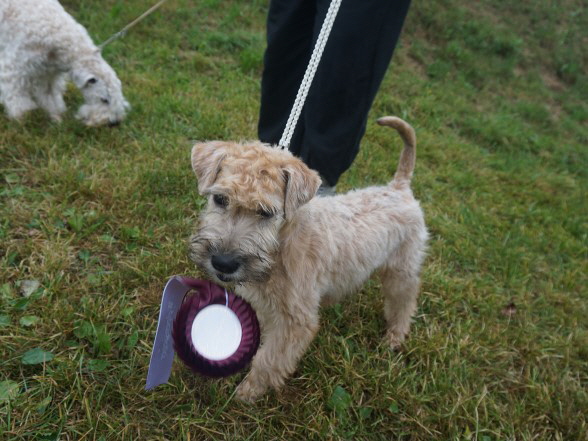 Terriershow Schweiz 20-08-2016