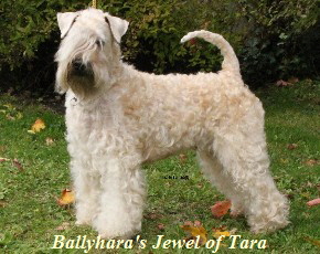 Tara 13-10-2012-2