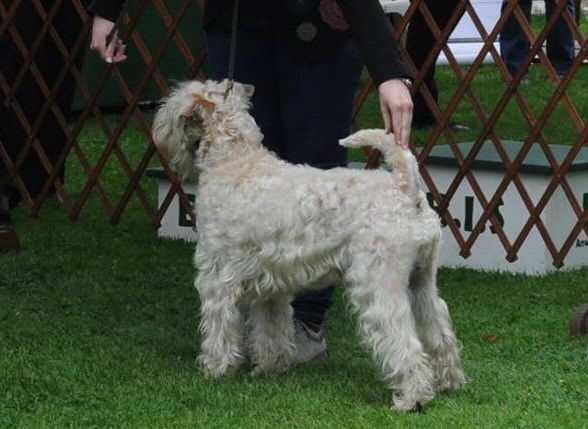 Ballyharaa's York   Show Dormagen 29-05-2016  V1 CAC