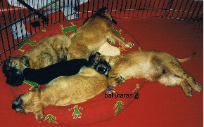 b4