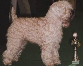 buddy_w