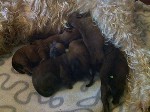 wheaten island's wheaten island's